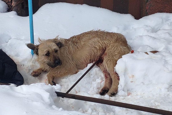 Ветеринары успели спасти жизнь собаке, которая животом напоролась на железную арматуру