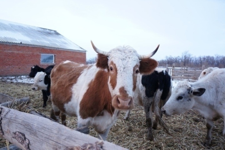 В Ровенском районе нашли очаг бруцеллеза крупного рогатого скота