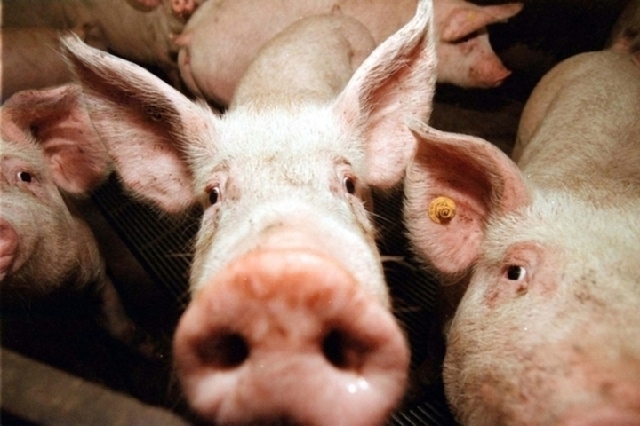 В Саратове нашли вирус африканской чумы свиней
