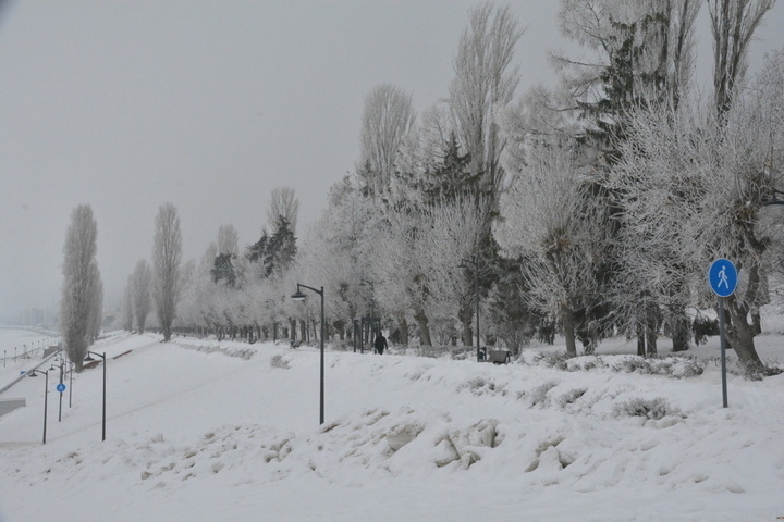 Коммунальщики хотят выполнить обрезку 208 деревьев на Набережной Космонавтов