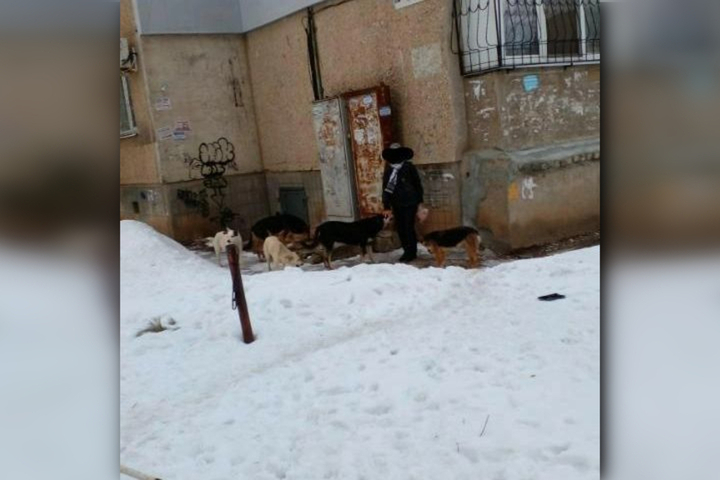 «Несколько сердобольных женщин кормят их прямо рядом с домами»: покровчане рассказали о стае собак, обитающих у школы