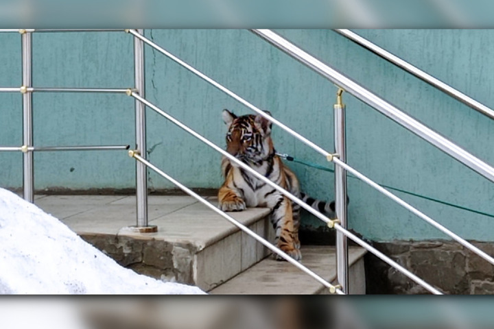 «Обычный день в Октябрьском районе»: на улице Саратова заметили тигра на поводке