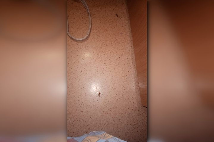 В детском отделении 3-й Советской больницы нашли тараканов (ранее горожане сообщали, что в медучреждении водятся клопы)