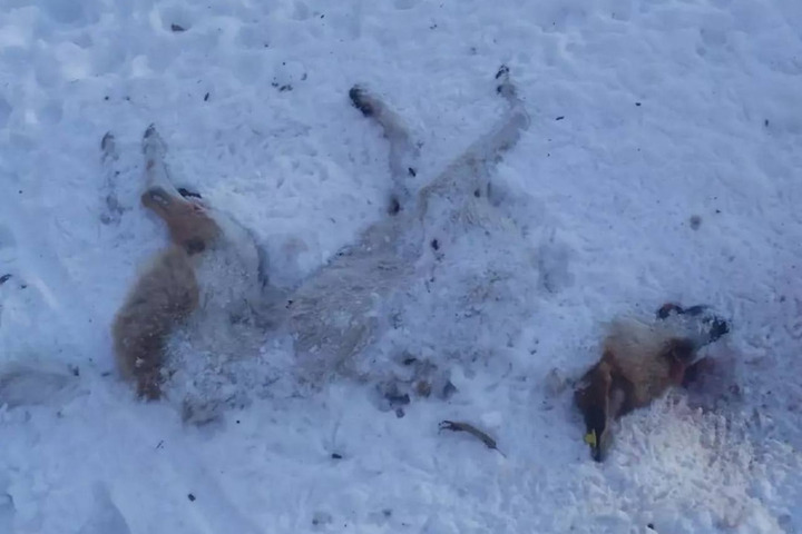 «Кровавый Саратов»: антидохгантеры сообщили о массовых убийствах собак в Заводском районе Саратова