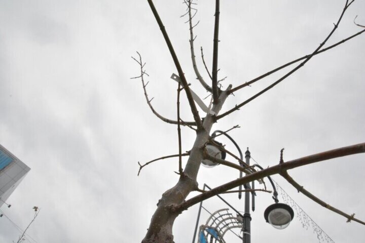 Чиновники объяснили, почему погибают деревья на проспекте Кирова и предложили меры по их спасению