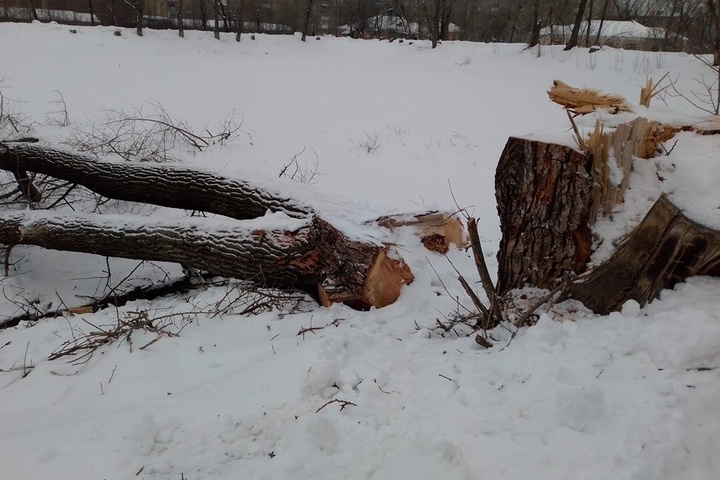 Полгода назад региональные чиновники обещали сохранить деревья у пруда в Балашове: сейчас более 30 стволов срублено 