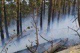 Высокопоставленный чиновник областного правительства поручил не регистрировать лесной пожар: ущерб составил три миллиона рублей, возбуждено уголовное дело