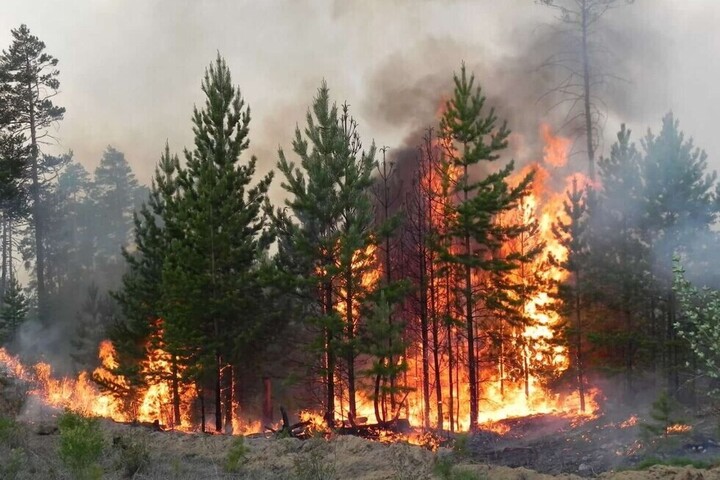 Сельчанин косил траву и устроил пожар в национальном парке «Хвалынский»: решение суда