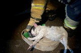«Стал кусать и царапать руку, мяукал»: в Заводском районе кот Пузик спас хозяина на пожаре (но позже был забыт в доме)