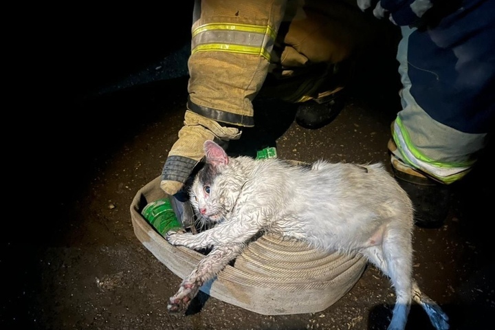«Стал кусать и царапать руку, мяукал»: в Заводском районе кот Пузик спас хозяина на пожаре (но позже был забыт в доме)