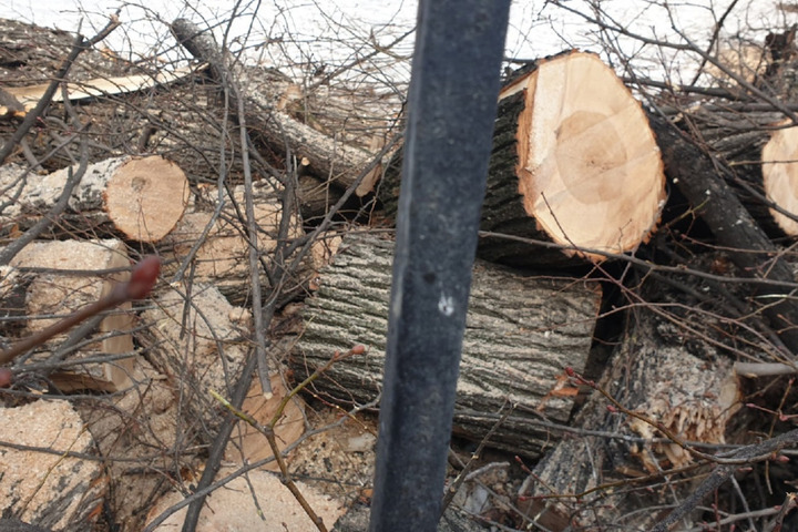 «Зачем?»: горожане переживают из-за распиленных деревьев в сквере в центре Саратова