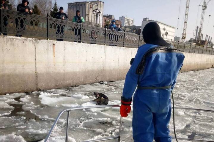 Спасатели пришли на помощь собаке, угодившей в ледяную ловушку на Волге