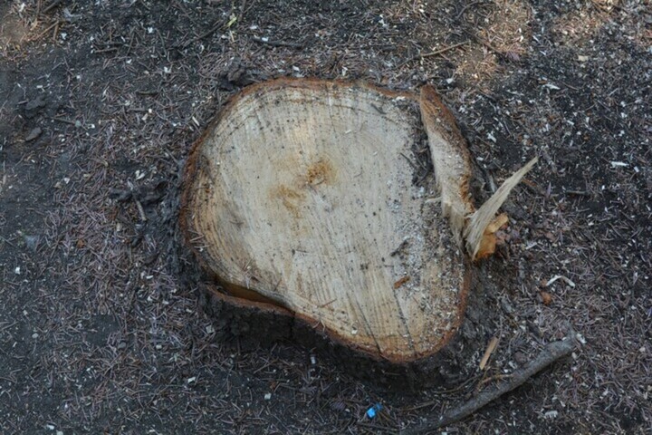 В районе городского пляжа в Энгельсе вырубят деревья