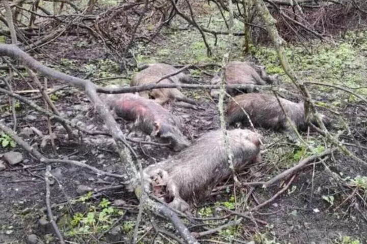 Кабаны, найденные на окраине города, погибли от африканской чумы свиней: ранее глава комитета охотничьего хозяйства региона назвал массовый падеж животных фейком