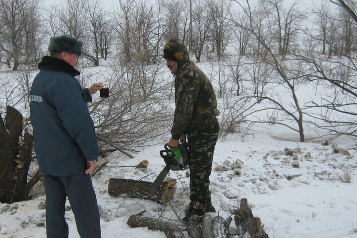 В Краснокутском районе мужчина спилил 50 вязов на дрова: его оштрафовали