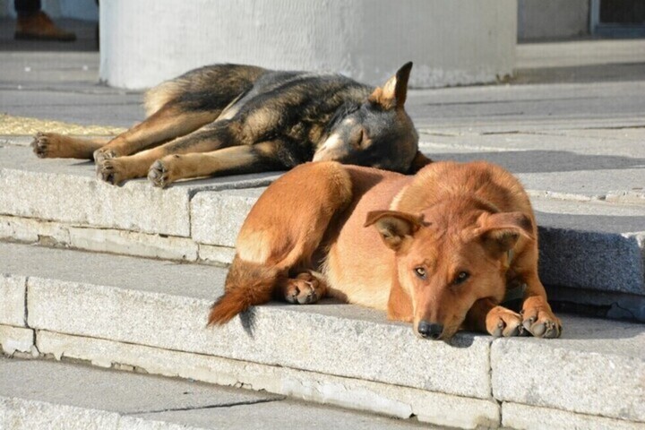 В Саратове за 1,7 миллиона рублей будут ловить бездомных собак (но только в одном районе)