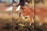 Сельчане из Краснокутского района бьют тревогу из-за якобы несправедливого забоя скота. Комментарий замначальника управления ветеринарии