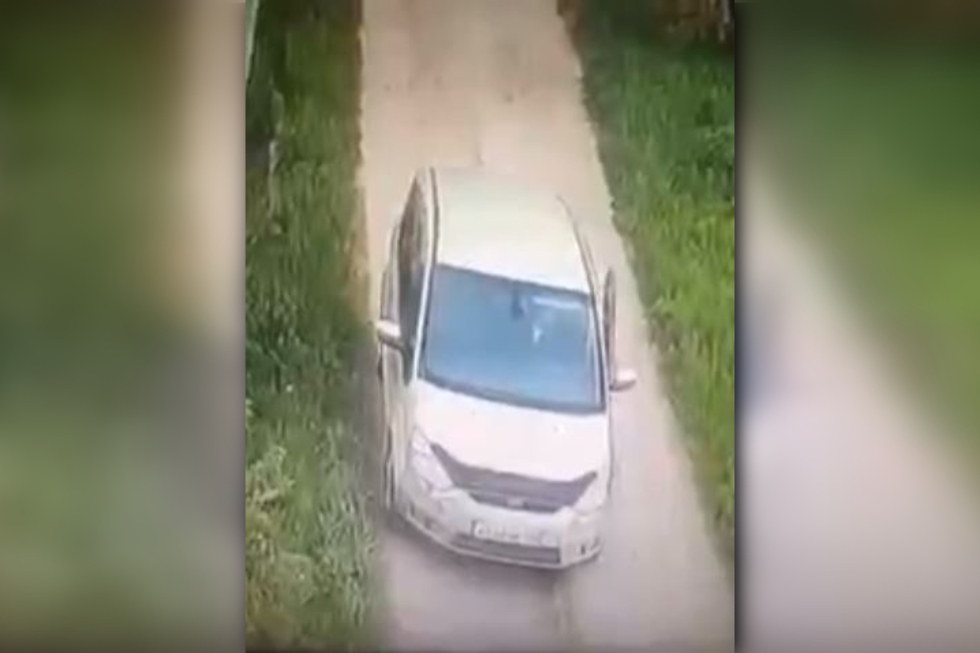 В Саратове ищут мужчину, который выбросил из багажника машины двух кошек, троих котят и уехал (видео)
