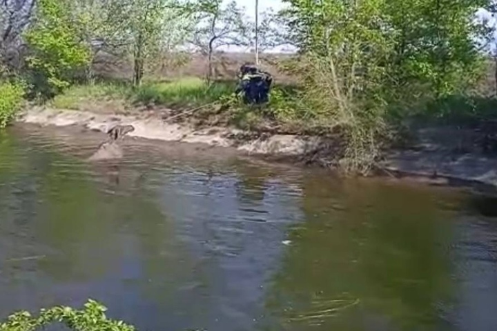 У села Генеральское спасатели помогли лосю, который упал в оросительный канал (видео)