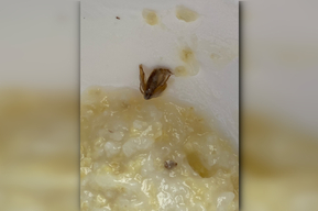 «Это чистый протеин»: пациент энгельсской больницы сфотографировал завтрак, в котором было насекомое