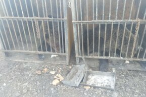 В Саратове жители обнаружили двор, где в миниатюрных ящиках держат двух медведей. Они живут так уже год