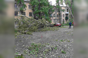 Жительница Заводского района попросила чиновников «оказать содействие» в уборке дерева, которое после ветра упало на машину 