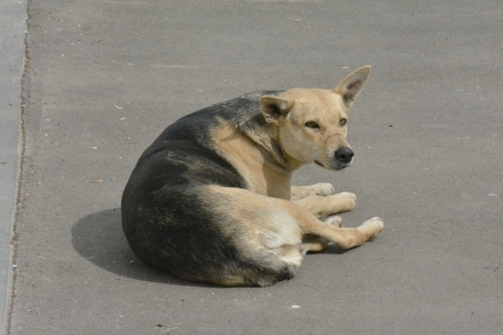 В одном из районов региона за отлов бездомных собак готовы заплатить 400 тысяч рублей (в некоторых случаях их будут умерщвлять)