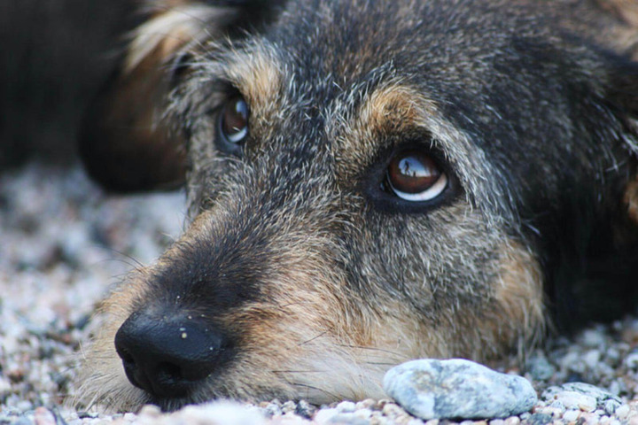 В Саратове за неделю отловили более 50 бездомных собак