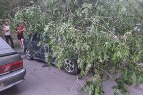 «Третий день всем всё равно»: саратовец рассказал о гнилом дереве, которое после падения несколько дней лежит на крыше машины во дворе Заводского района