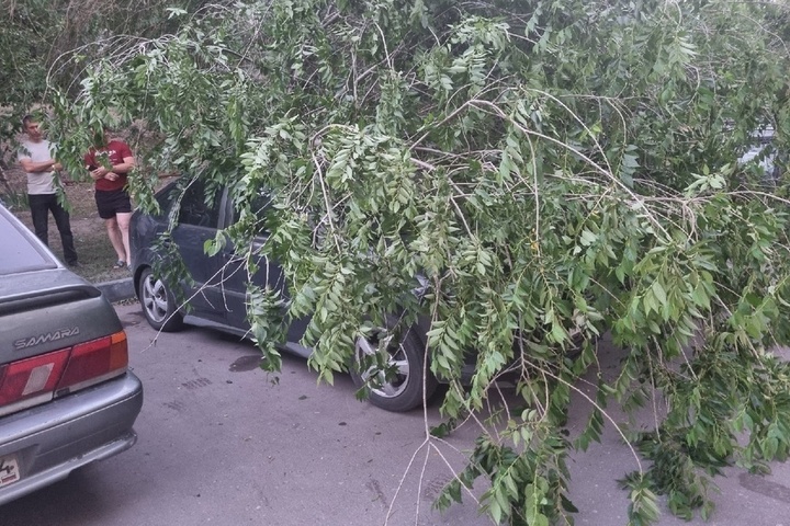 «Третий день всем всё равно»: саратовец рассказал о гнилом дереве, которое несколько дней лежит на машине во дворе Заводского района