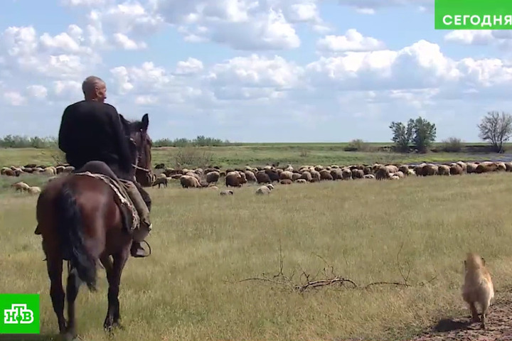 «Бежать нам некуда»: НТВ выпустил сюжет о фермерах Саратовской области, у которых отобрали уже засеянные озимыми поля