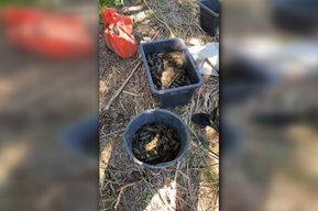 В Саратовской области двое мужчин получили судимость за ловлю раков в реке
