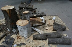 В Саратове чиновники выдали разрешение на спил еще 64 деревьев (адреса)