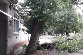 Из-за сильного ветра в областном центре упали девять деревьев. Повреждены крыши, машины, электрические сети и газовая труба