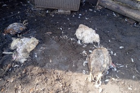 «Они сейчас мясо животных едят, а скоро начнут есть мясо людей»: в Комсомольском посёлке стая собак нападает на домашнюю птицу