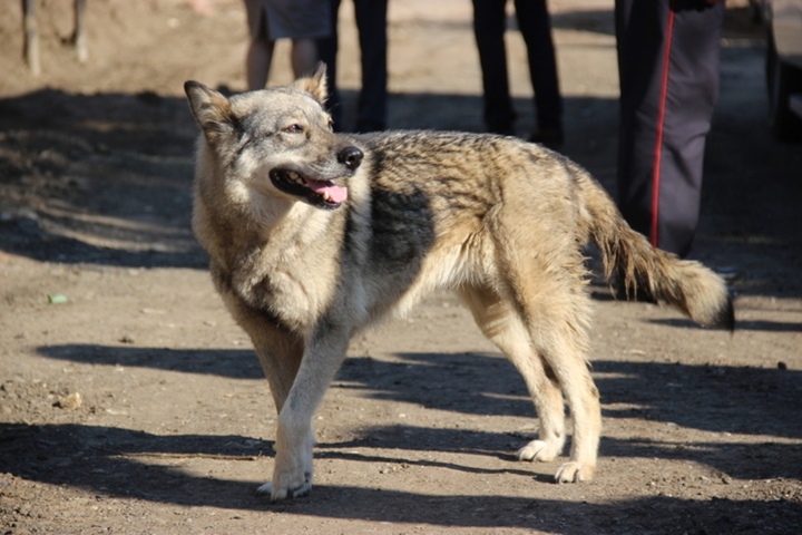 На отлов бродячих собак в одном из районов Саратова потратят больше 2,6 миллиона рублей