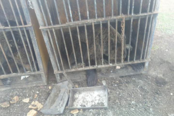«Пропавших» медведей, которых содержали на саратовской ферме в маленьких ящиках, будет искать полиция