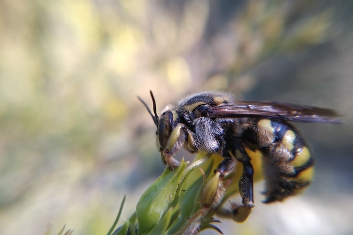 В Балашовском районе из-за ядохимикатов погибли пчёлы 