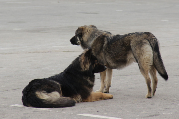 Объявлены торги на отлов бездомных собак еще в одном районе Саратова (упоминаются эвтаназия и утилизация)