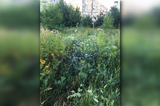 «Ждут, когда кто-то прорежет себе артерию»: жительница Саратова рассказала о замаскированной колючей проволоке в одном из крупнейших городских парков