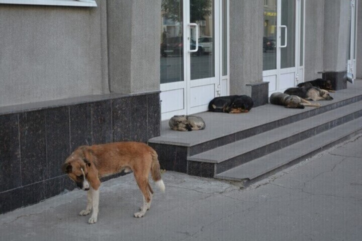 В мэрии отчитались, сколько бездомных собак поймали в Саратове за прошедшую неделю