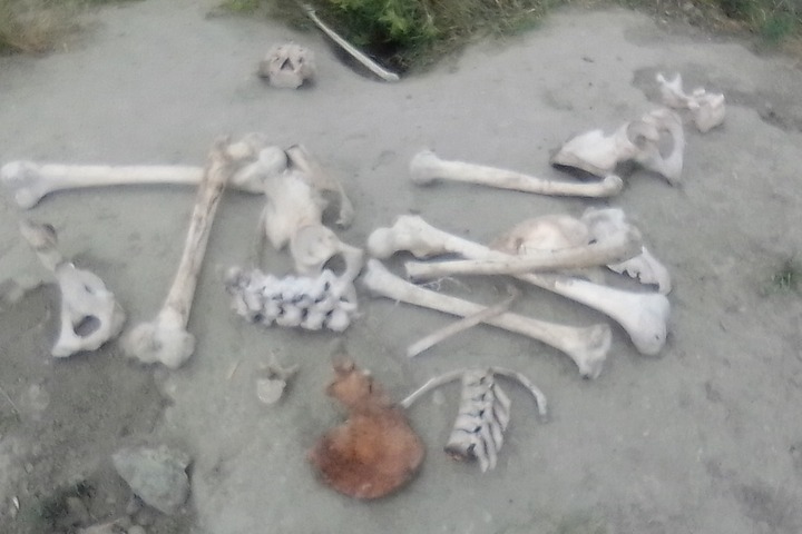 На старом сельском кладбище человеческие кости валяются прямо на земле: местные жители рассказали, кто, по их мнению, раскопал могилы