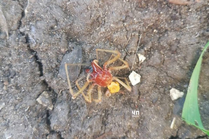 В Саратове нашли одного из самых опасных и ядовитых пауков России: ученый объяснил, что человек почувствует при укусе
