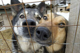 В Саратове за неделю отловили 116 собак