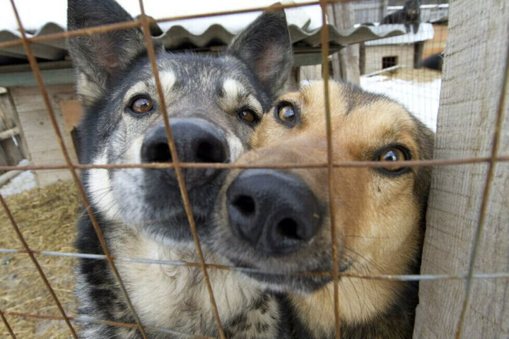 В Саратове за неделю отловили 116 собак