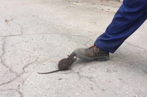 Коммунальщики достали крысу из колодца и предупредили, что в следующий раз грызун может оказаться в туалетах горожан 