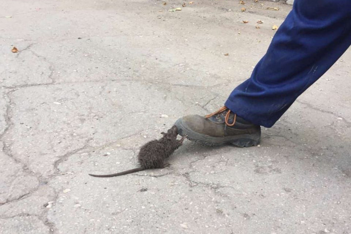 Коммунальщики достали крысу из колодца и предупредили, что в следующий раз грызун может оказаться в туалетах горожан 