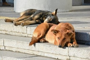 Жертвами бездомных собак стали еще два школьника