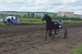 На время реконструкции московского ипподрома арендаторам предлагают перевести лошадей в Саратов и другие города