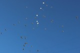 В Саратове на линейках 1 сентября и на День города могут запретить запуск воздушных шаров и «китайских фонариков»